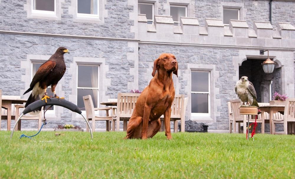 Mount Falcon Estate Ballina  Dış mekan fotoğraf